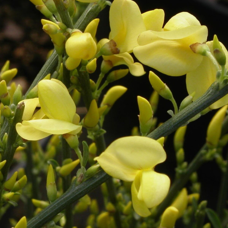Genêt précoce Allgold, Cytisus