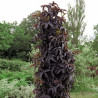 Sureau noir Black Tower® \'Eiffel1\', Sambucus