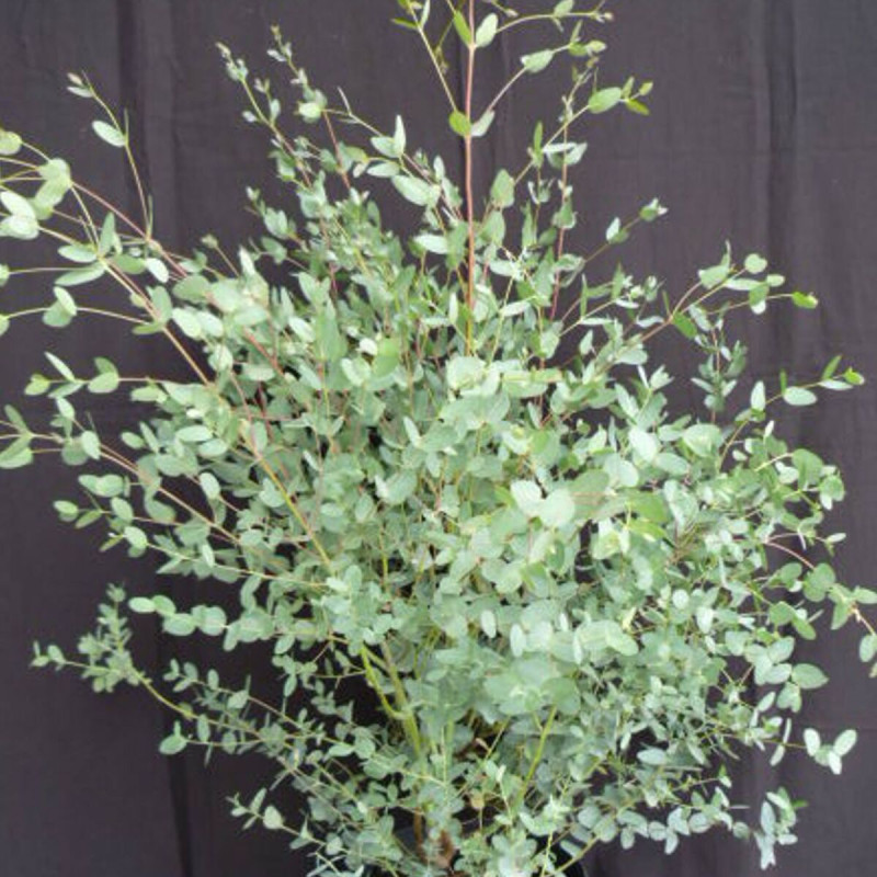 Eucalyptus gunnii, Eucalyptus à feuilles rondes, Gommier cidre