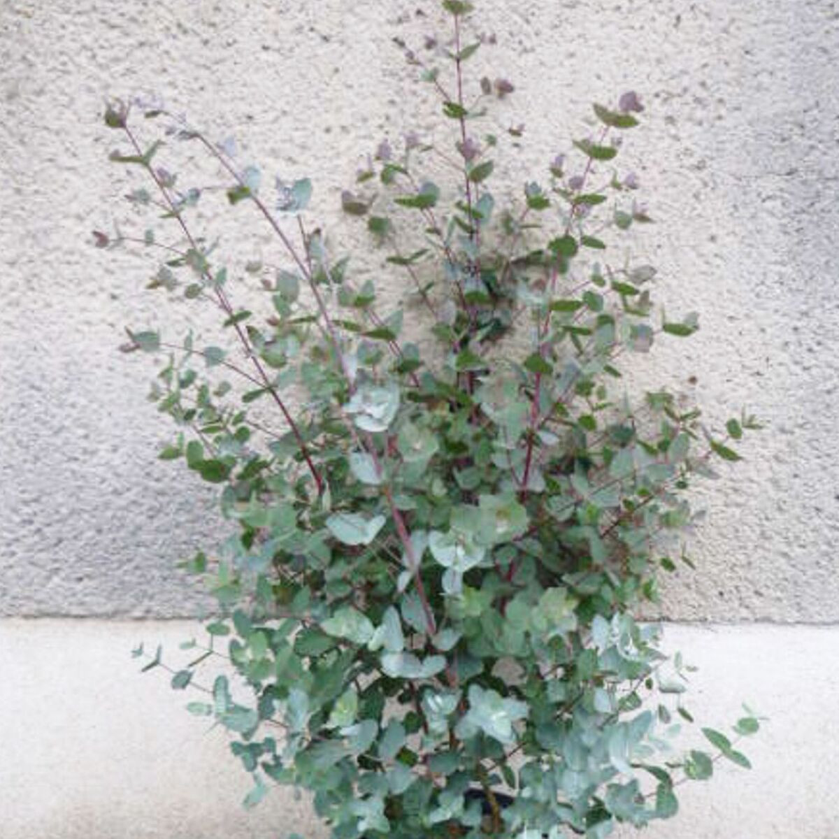 Eucalyptus gunni, Eucalyptus à feuilles rondes, Gommier cidre