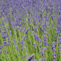 Lavande Pure Platinum® 'Niko'