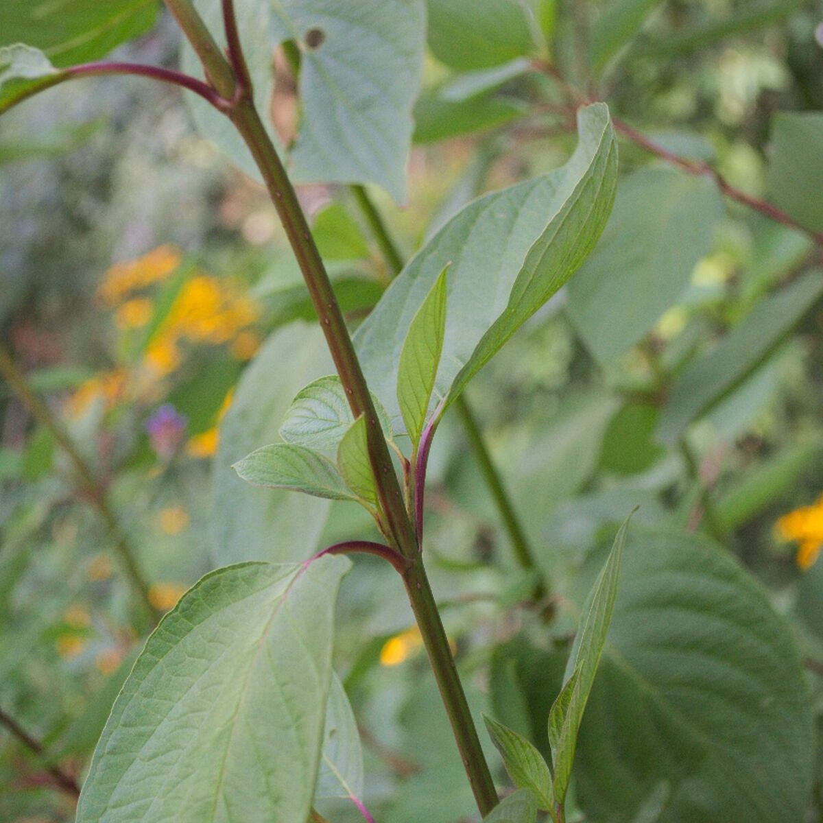 Cornouiller blanc Sibirica, Cornus