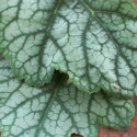 Heuchere Little Cuties Peppermint®