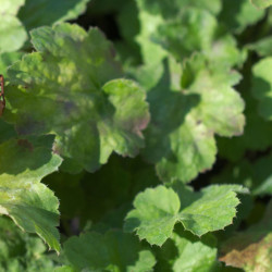 Heuchere x Apple Crisp®