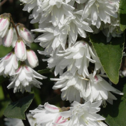 Deutzie Pride of Rochester, Deutzia