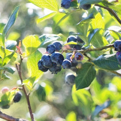 Myrtille corymbosum Hardy Blue