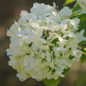 Hortensia de Virginie Strong Annabelle® 'Abetwo'