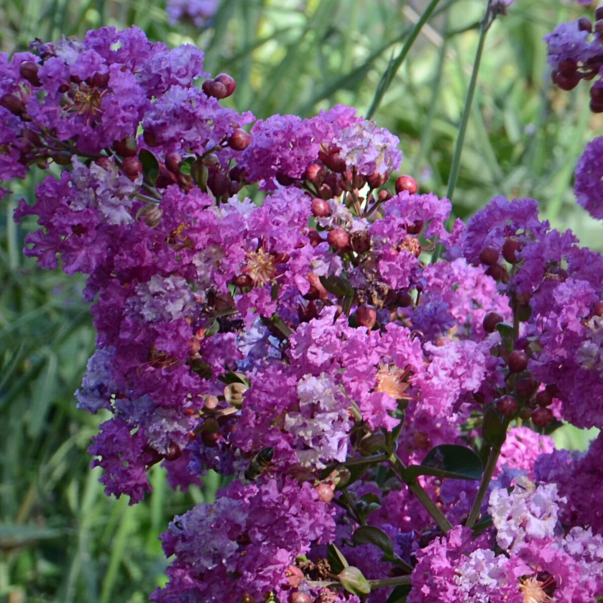Lilas des Indes indica Violet d'été® 'Indyvio'