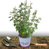 Hibiscus Russian Violet® II - SILENCE, ça pousse !, Althéa