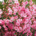 Laurier rose