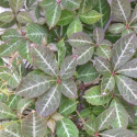 Vigne Vierge henryana
