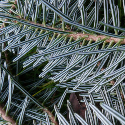 Sapin blanc alba