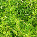 Vigne Vierge quinquefolia Engelmannii