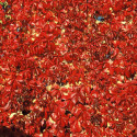 Vigne Vierge quinquefolia Red wall® 'Troki'