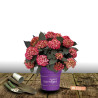 Hortensia Eclipse® - SILENCE, ça pousse !, Hydrangea macrophylla