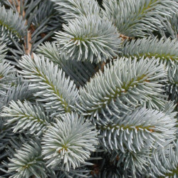 Épicéa bleu pungens Glauca