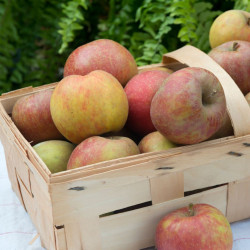 Pommier pumila Boskoop Rouge