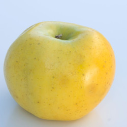 Pommier pumila Reinette Clochard