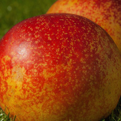 Pêcher persica Nectared 4