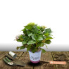 Hortensia Weiss - SILENCE, ça pousse !, Hydrangea macrophylla