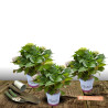Hortensia Weiss - SILENCE, ça pousse !, Hydrangea macrophylla