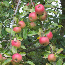 Pommier pumila Grand Alexandre