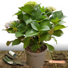 Hortensia Rouge, Hydrangea macrophylla