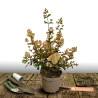Hortensia paniculata Magical® Sweet Summer \'Bokrathirteen\', Hydrangea paniculata
