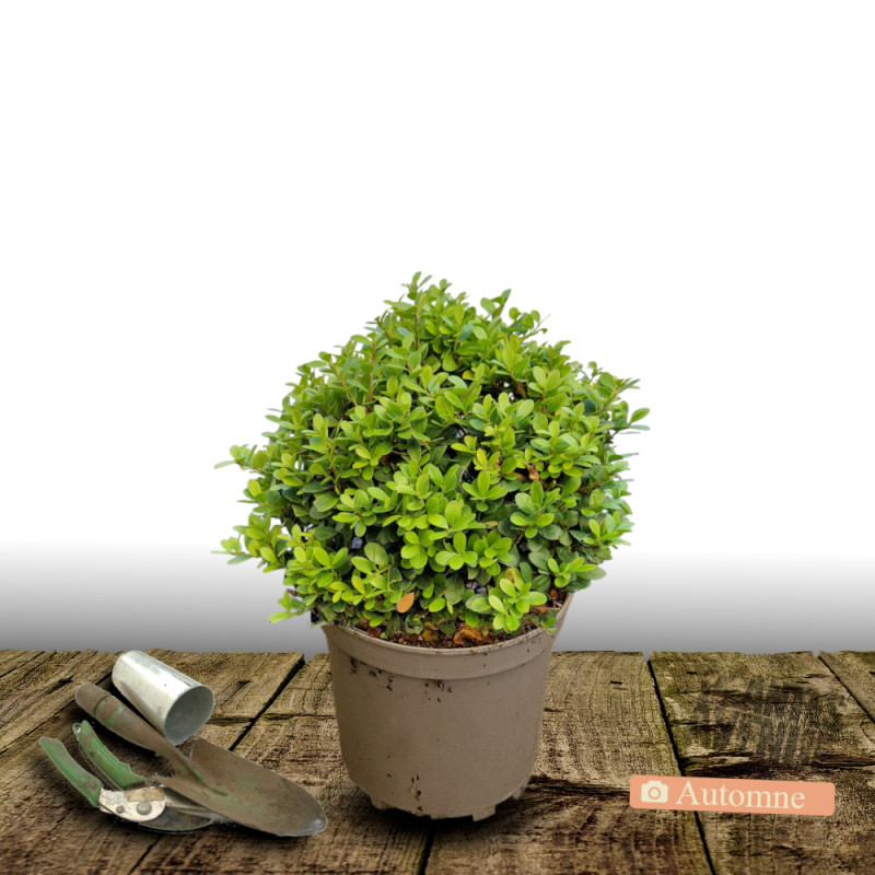 Houx crénelé Chat'o® 'FarrowSK6', Ilex crenata