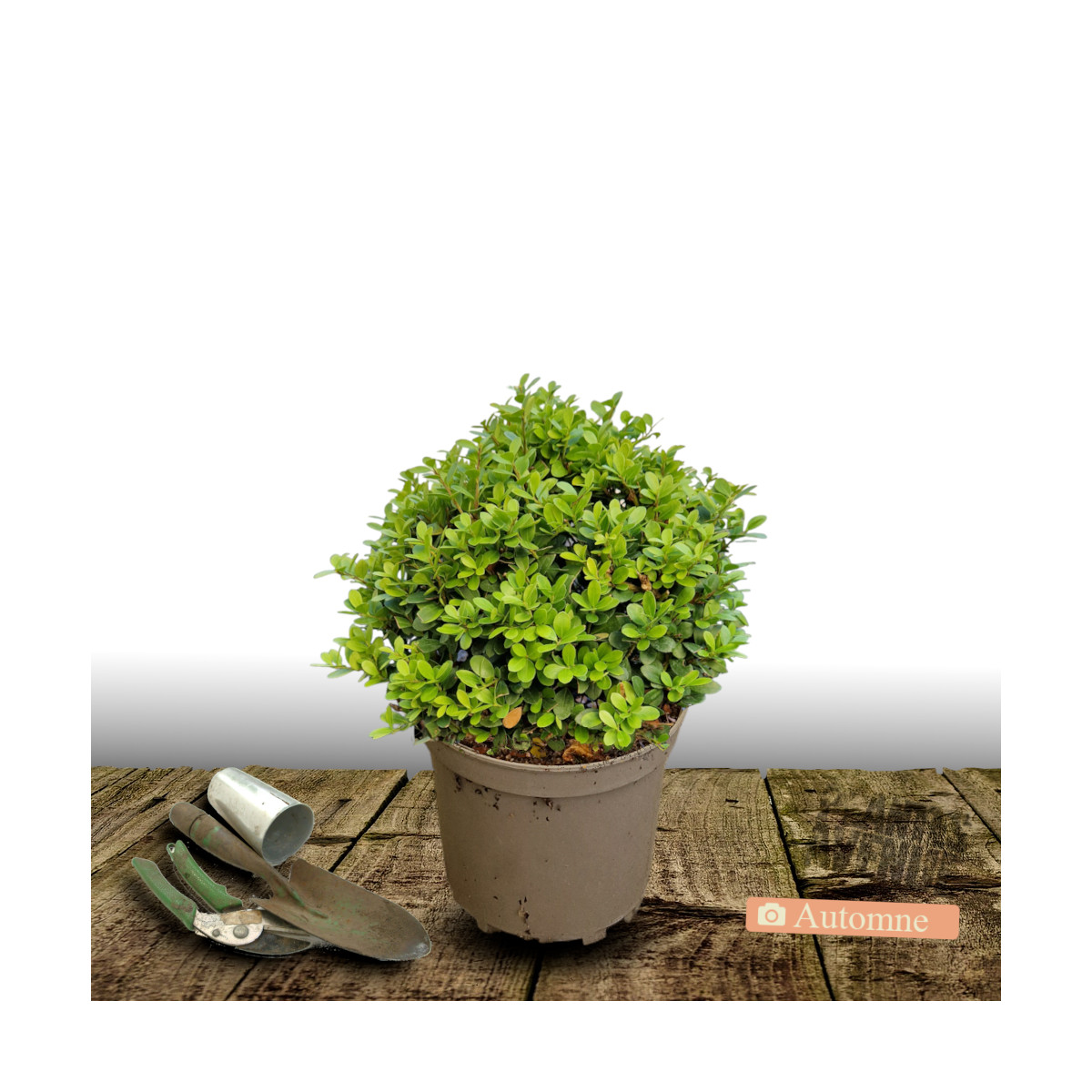 Houx crénelé Chat'o® 'FarrowSK6', Ilex crenata