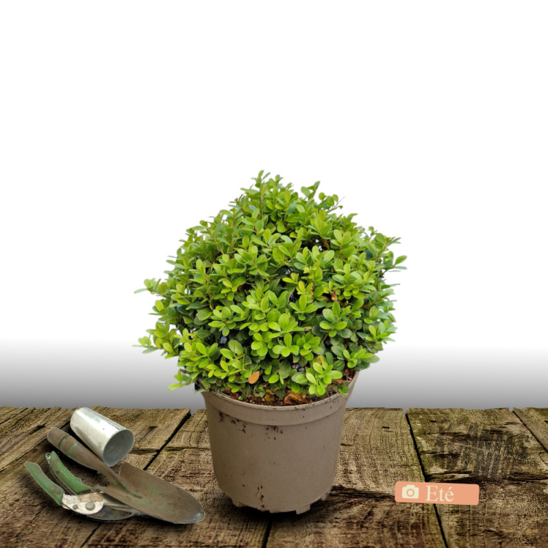 Houx crénelé Chat'o® 'FarrowSK6', Ilex crenata