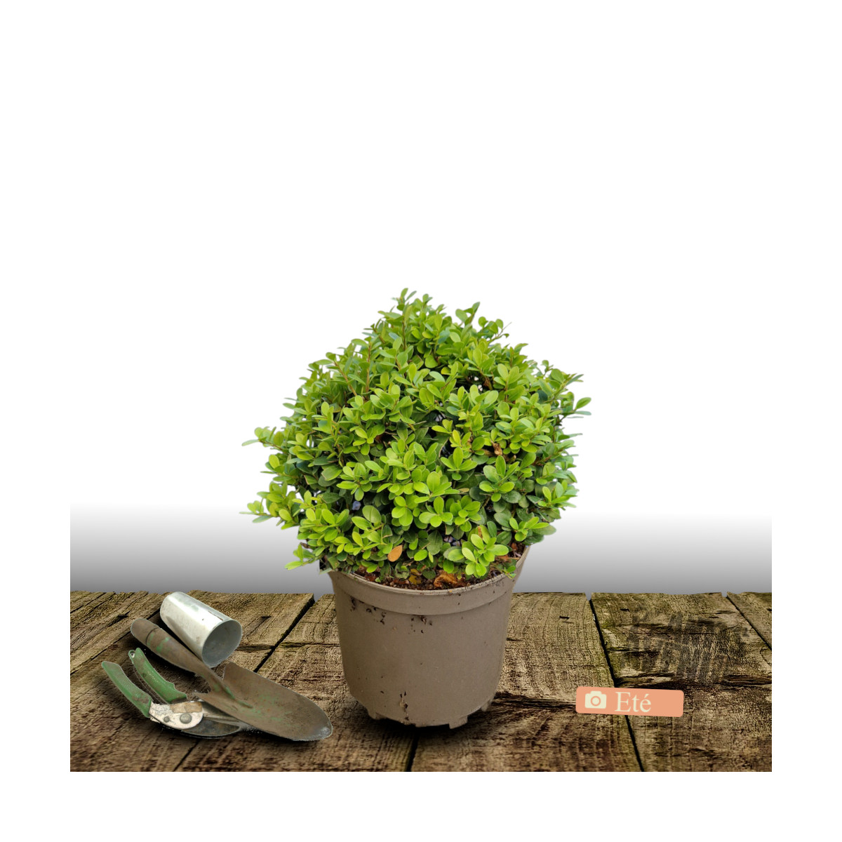 Houx crénelé Chat'o® 'FarrowSK6', Ilex crenata