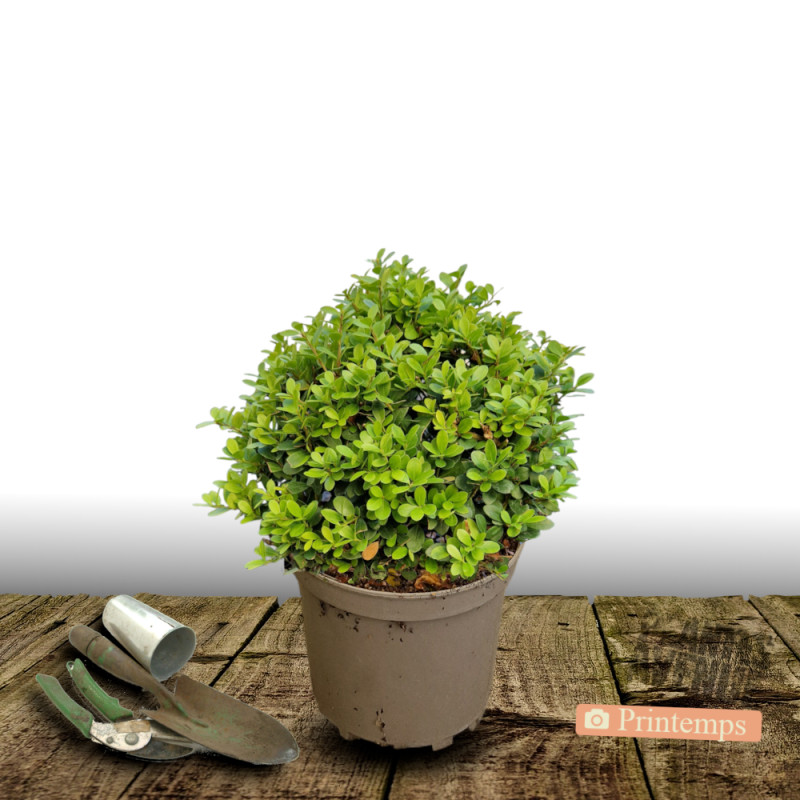 Houx crénelé Chat'o® 'FarrowSK6', Ilex crenata