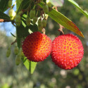 Arbousier, Arbre aux fraises