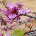 Cercis, Gainier du Canada, Arbre de Judée Ruby Falls®