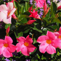 Dipladenia - Jasmin du Brésil Luteva® Rose