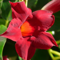 Dipladenia - Jasmin du Brésil Luteva® Red Corentin