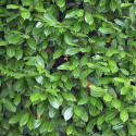 Laurier palme Caucasica