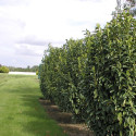 Laurier palme Genolia® 'Mariblon'
