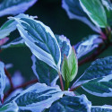 Cornouiller blanc Ivory Halo® 'Bailhalo', Cornus