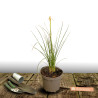 Kniphofia, Tison de Satan Orange Vanilla Popsicle®
