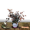 Loropetalum Daybreak\'s Flame - SILENCE, ça pousse !, Loropétale