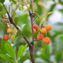 Arbousier, Arbre aux fraises Atlantic