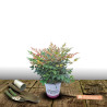 Bambou sacré Red Light® - SILENCE, ça pousse !, Nandina