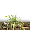 Lin de Nouvelle-Zélande Golden Ray, Phormium