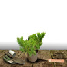 Pin noir Marie Bregeon®, Pinus