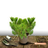 Pin de montagne Mops, Pinus