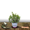 Potentille arbustive Solar\'issima® - SILENCE, ça pousse !, Potentilla