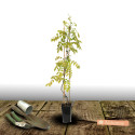 Glycine Blue moon
