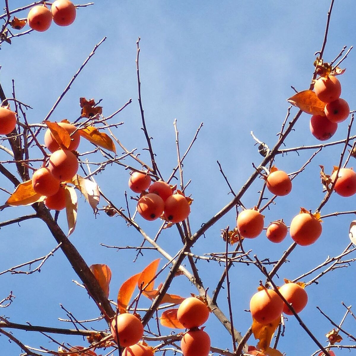 Plaqueminier Fuyu, Kaki, Diospyros Plaqueminier Fuyu, Kaki, Diospyros